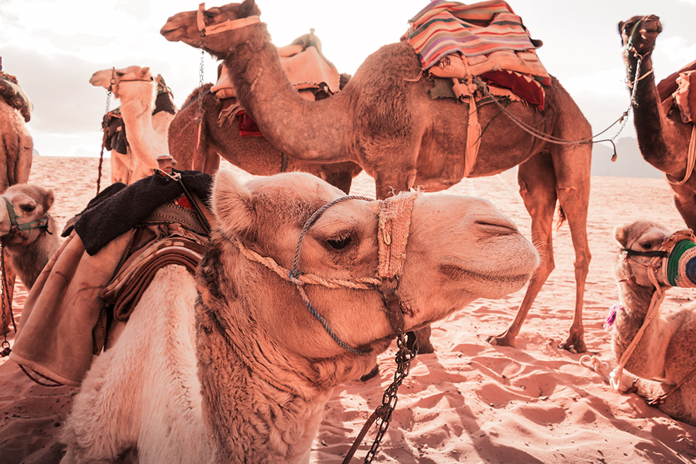 horoscopo-viajero-marruecos