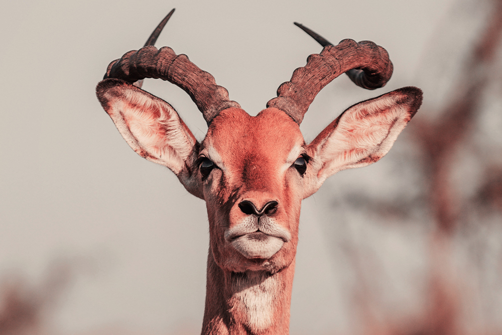 horoscopo-viajero-sudafrica