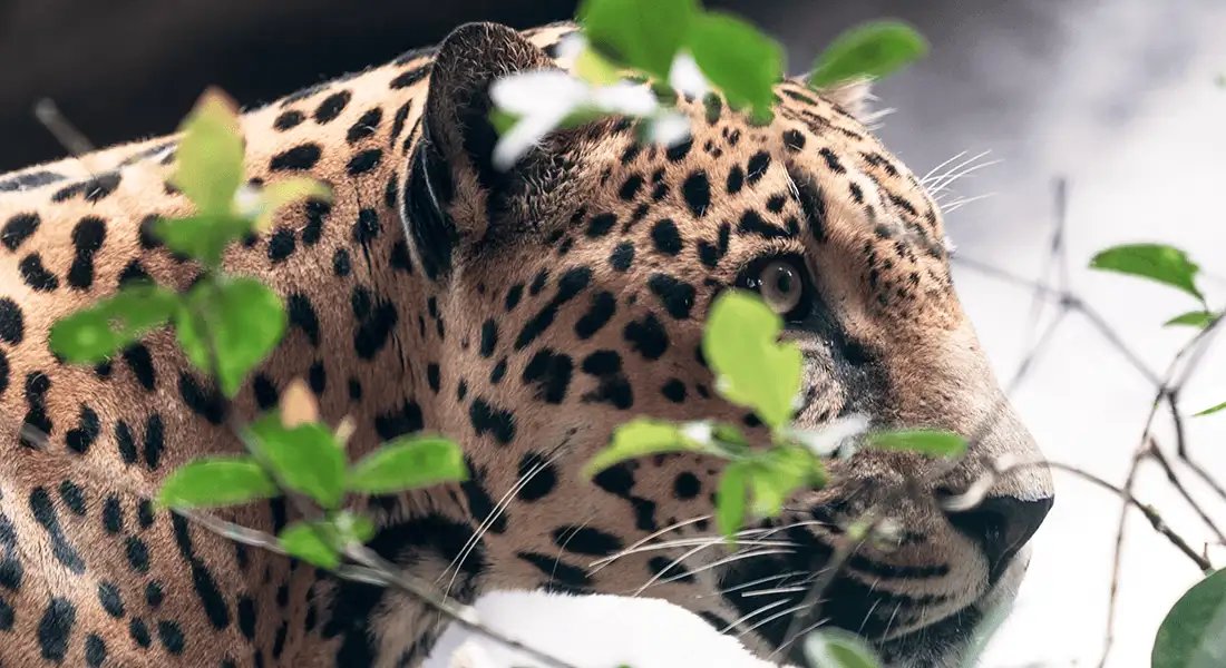 jaguar-costa-rica-blog.webp - Pangea Viajes