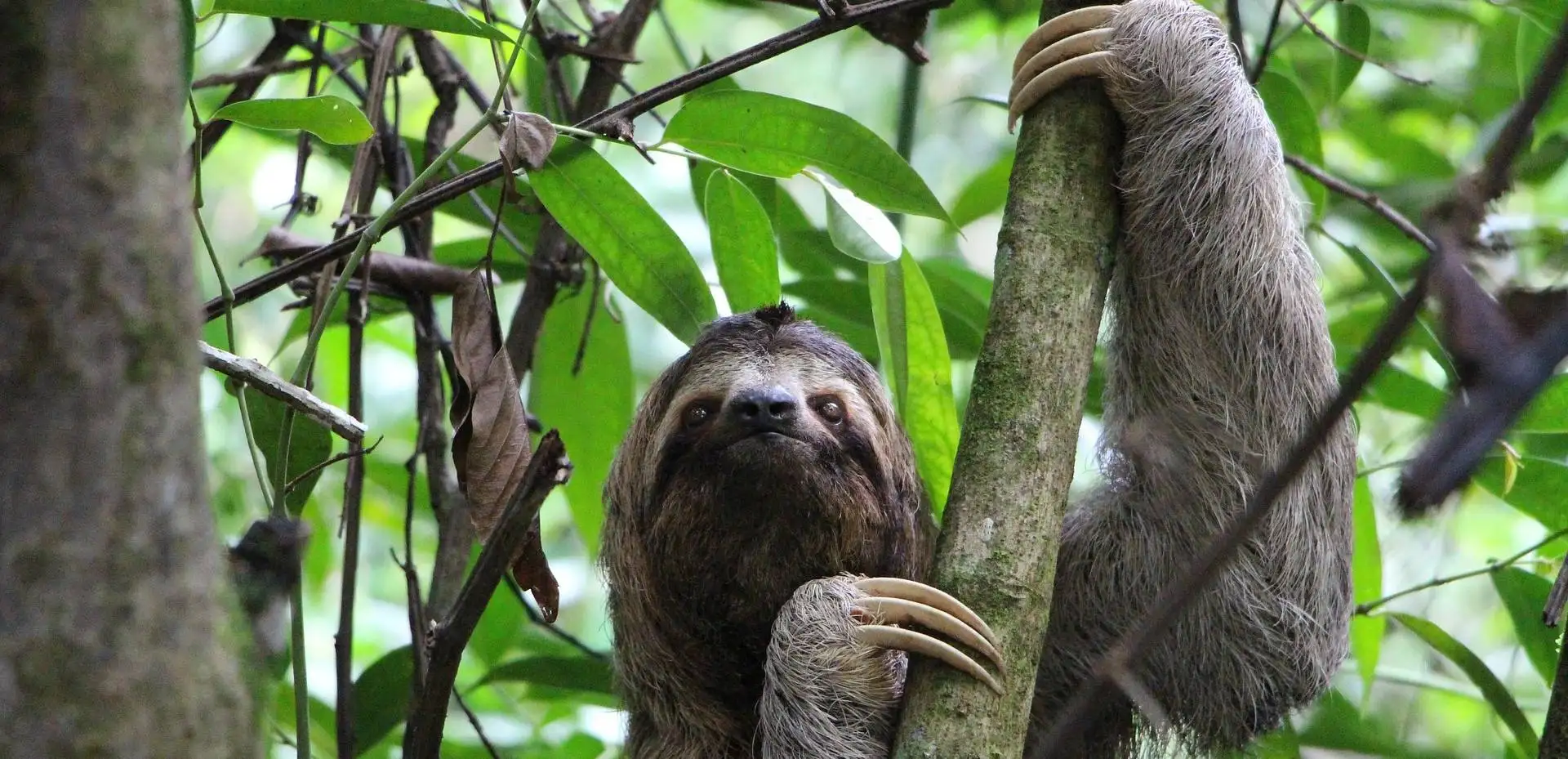 Desperta el salvatge