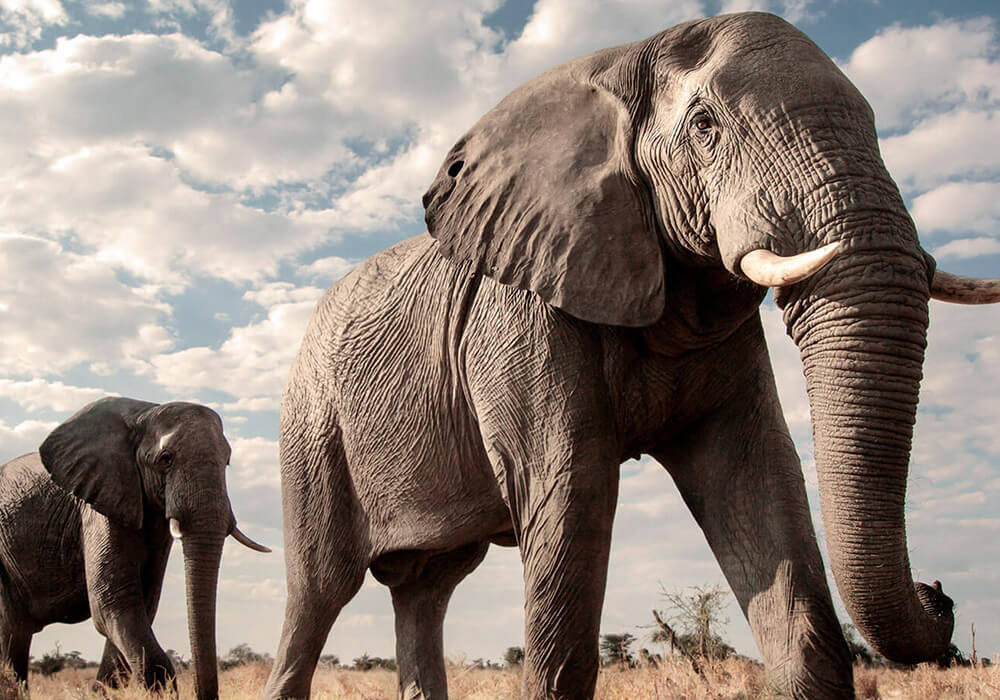 Cómo elegir el mejor destino para hacer un safari en África
