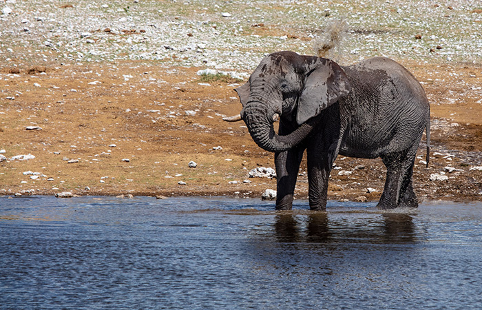 mejor-epoca-etosha-elefante