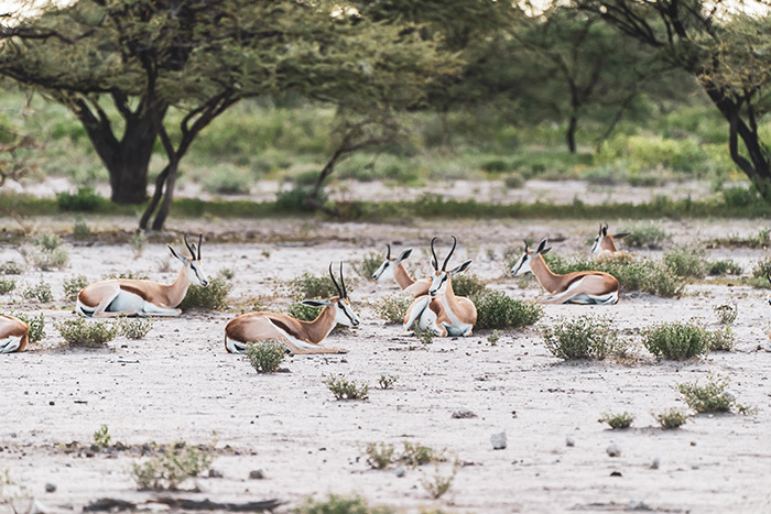 mejor-epoca-etosha-impalas
