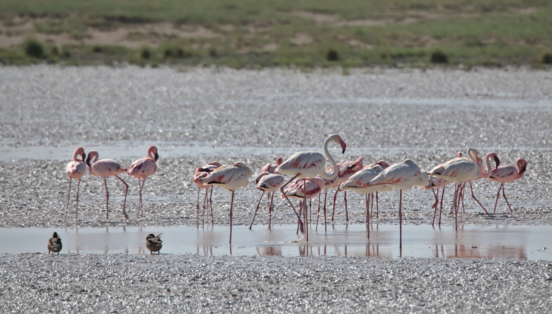 mejor-epoca-safari-etosha-flamencos