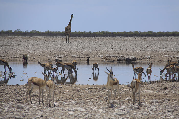 mejor-epoca-safari-etosha-lagunas