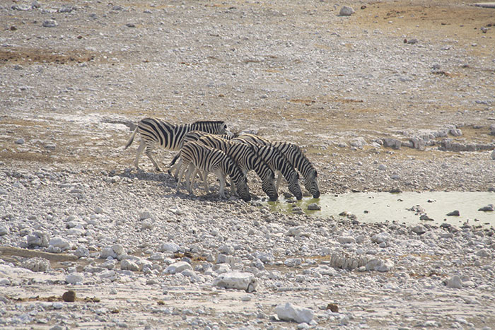 mejor-epoca-safari-namibia