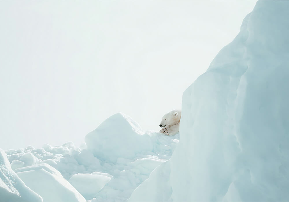Los 5 mejores destinos para ver osos polares