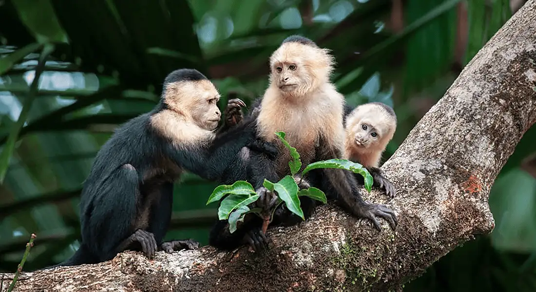 monos-costa-rica-blog.webp - Pangea Viajes