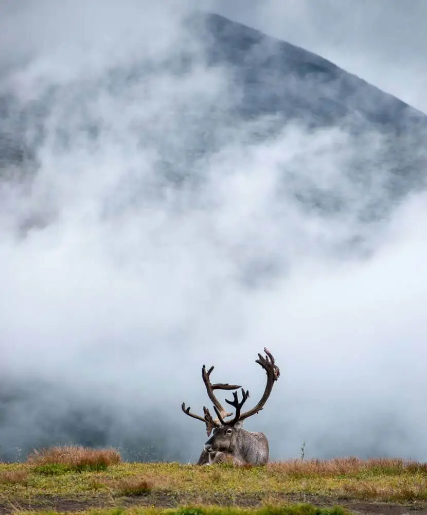 oferta-viaje-finlandia-alce.webp - Pangea Viajes