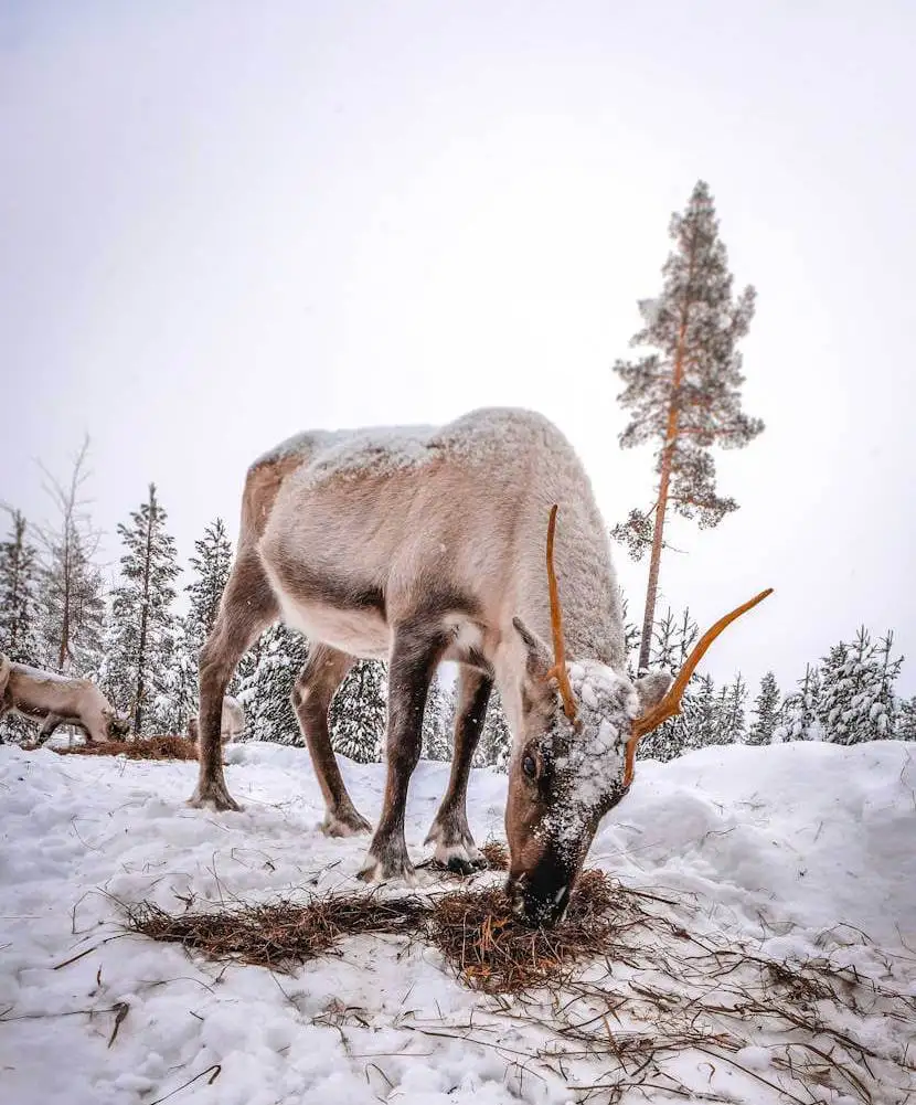 oferta-viaje-finlandia-reno.webp - Pangea Viajes