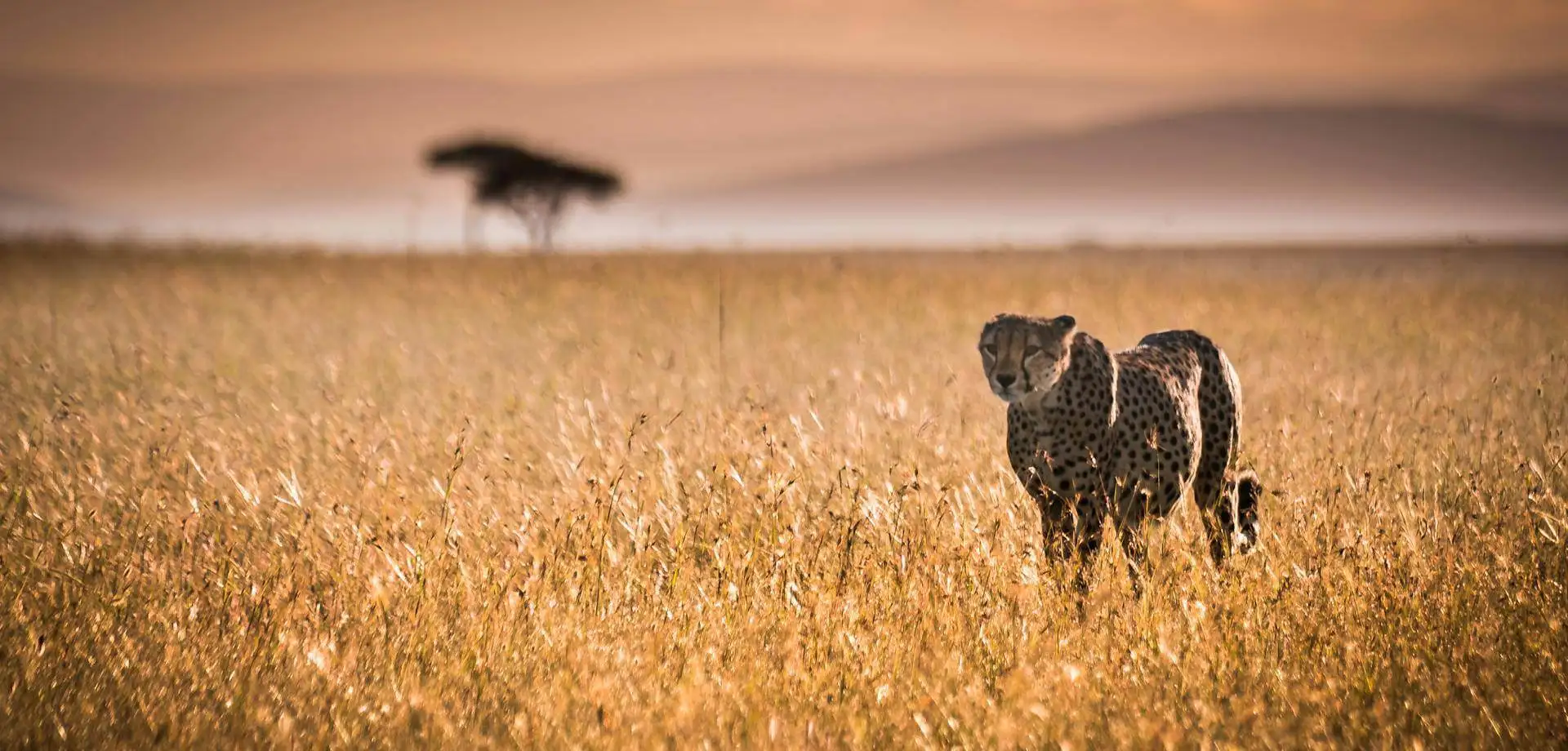 Sota el sol de Kenya