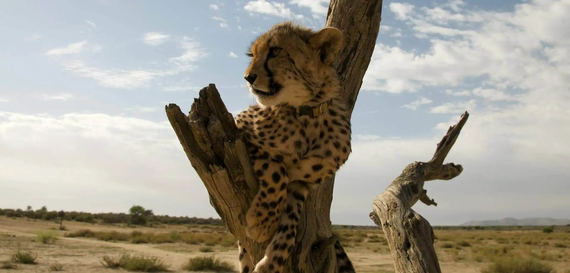 Tras las huellas de los 5 grandes