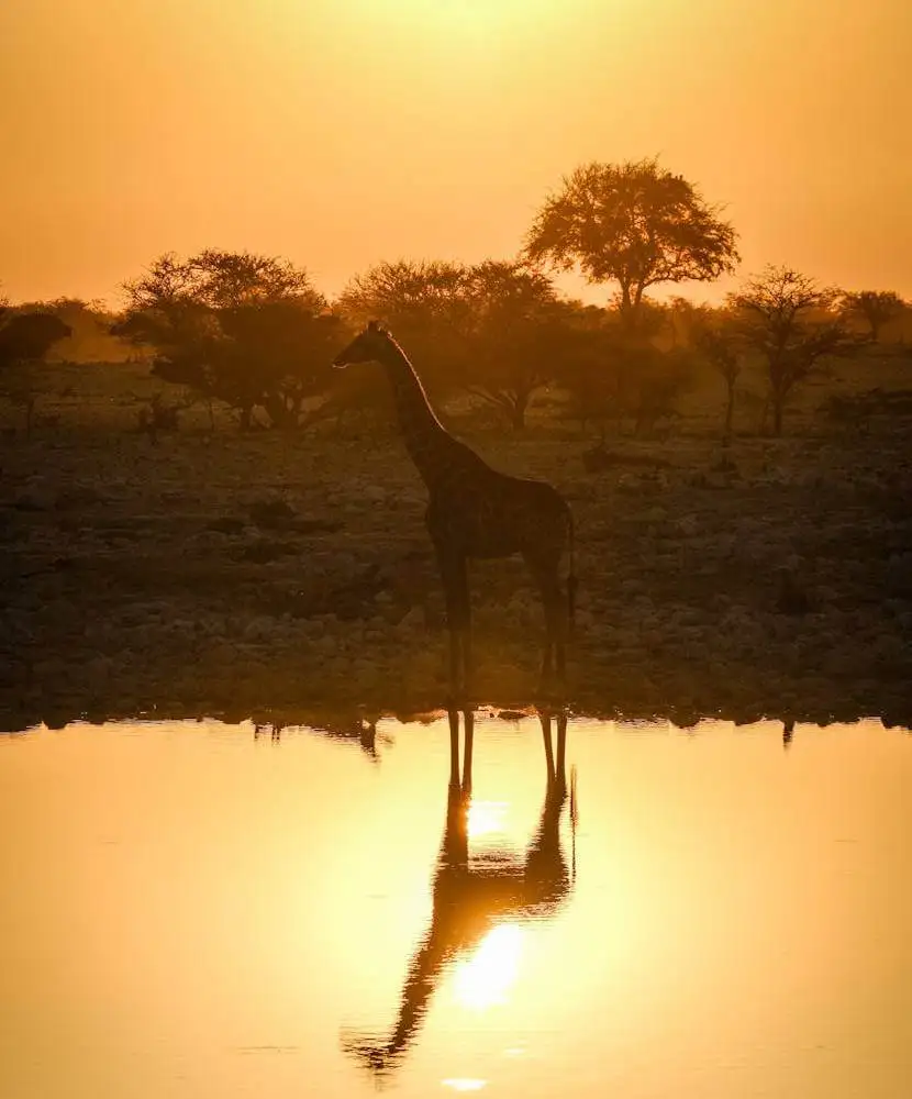 oferta-viaje-kenia-jirafa.jpg - Pangea Viajes