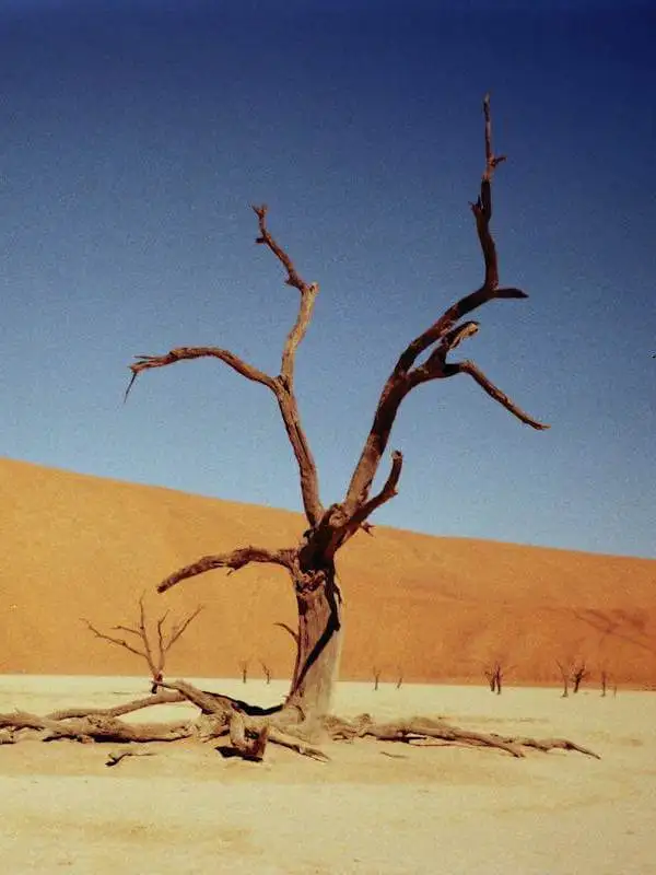 El alma del desierto