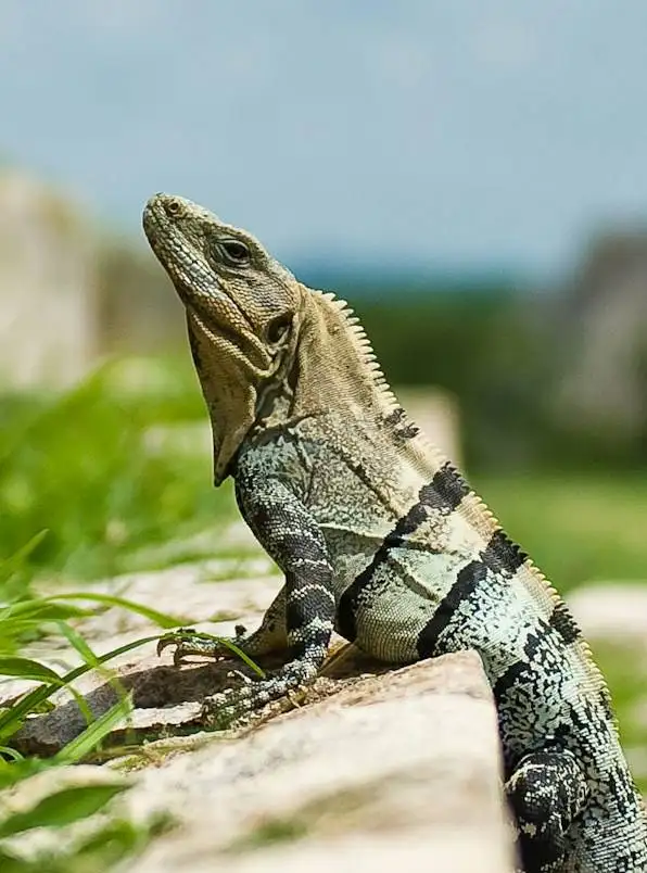 Bajo el cielo Maya
