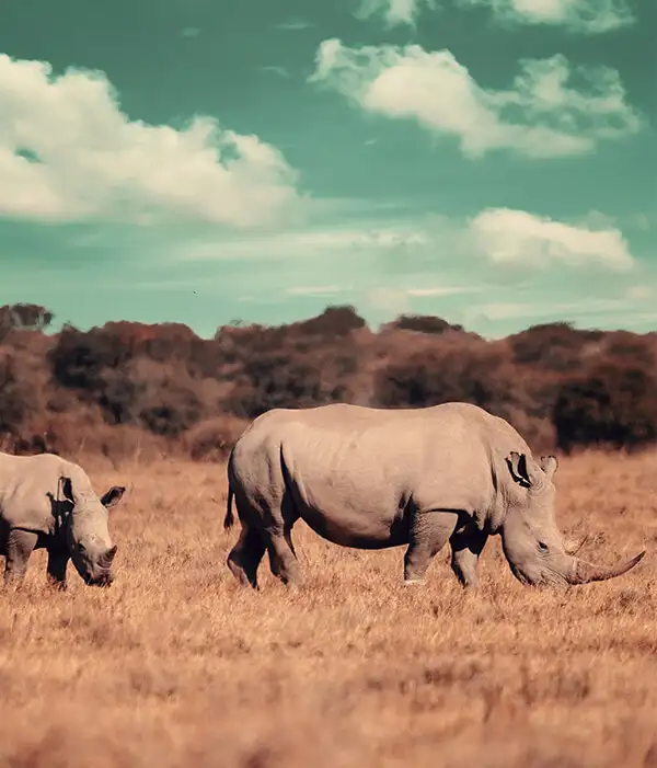 Tanzania en el bolsillo
