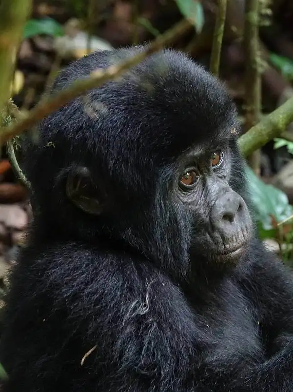 La reina de África