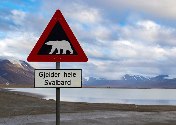 Viaje a Svalbard señal osos polares