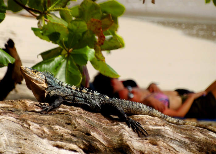 playa-costa-rica-covid