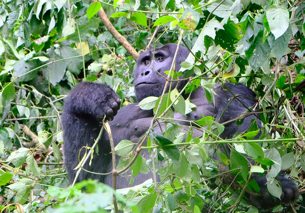 Qué hacer en la Perla de África: Uganda en 10 días