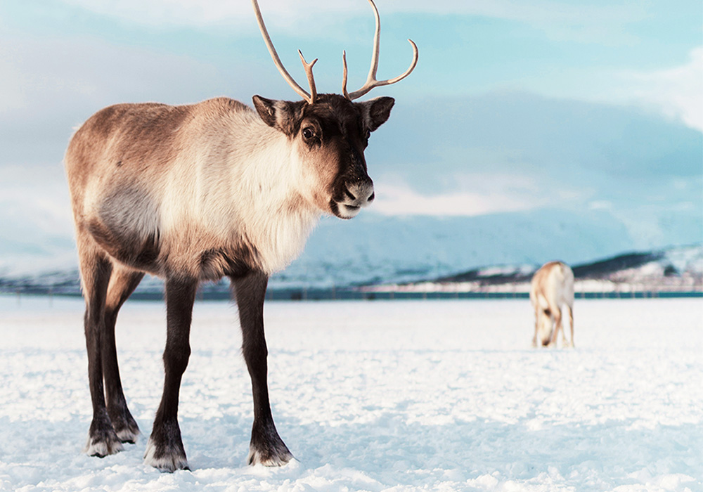 El eterno cuento navideño o cómo pasar una Navidad en familia inolvidable en Laponia