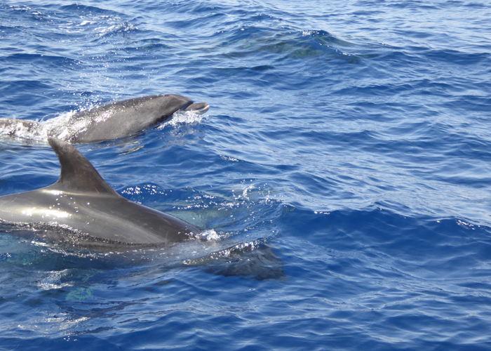 excursion en barco la palma