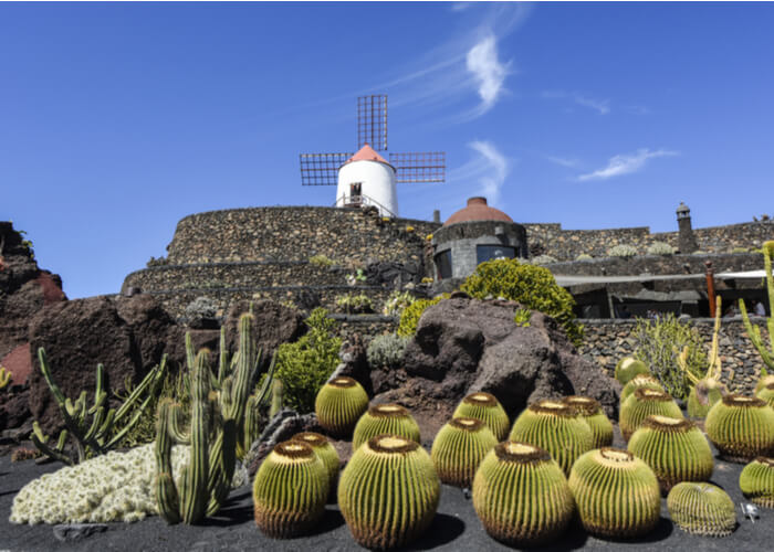 que-hacer-lanzarote-cactus