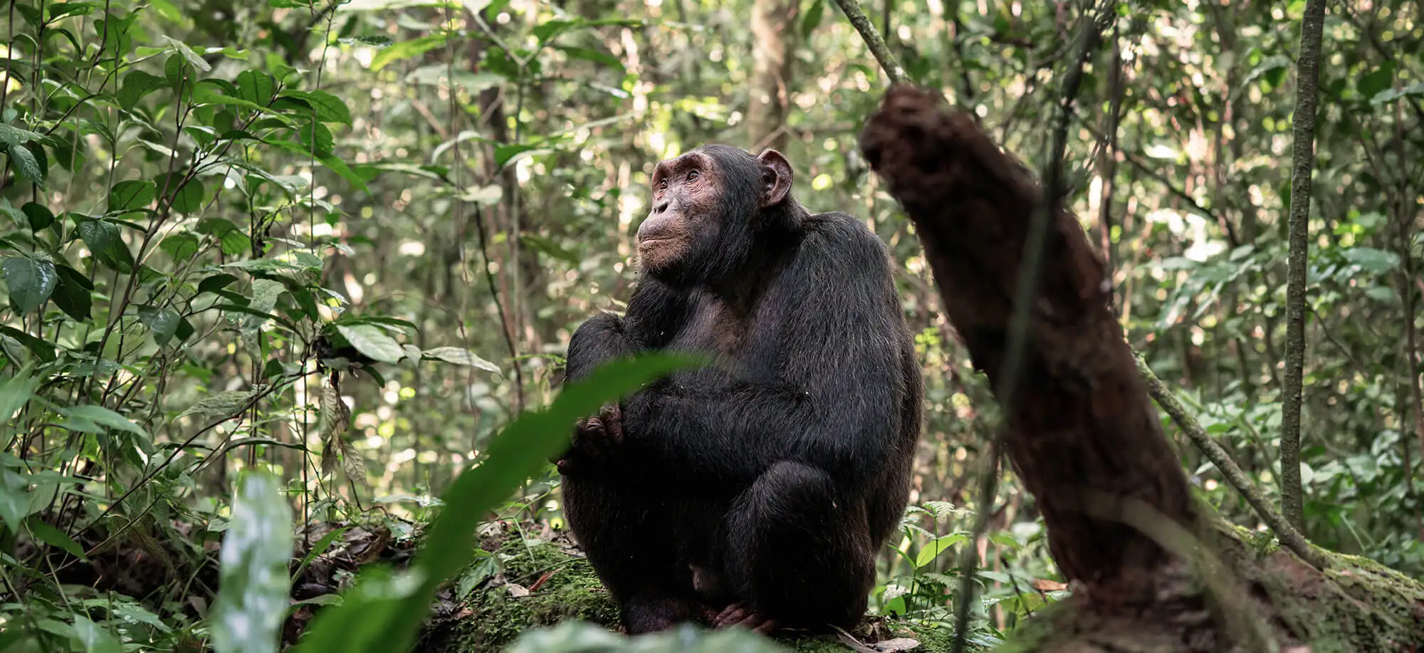  Qué ver y hacer en Uganda