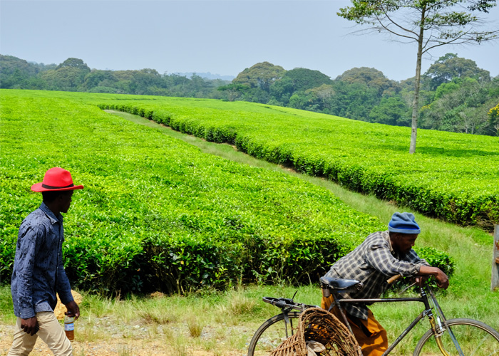 que-hacer-uganda-campos-te