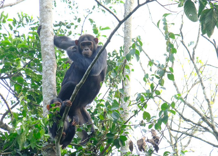 que-hacer-uganda-chimpances