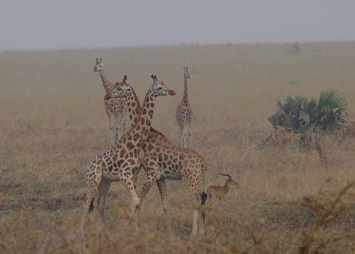 que-hacer-uganda-jirafas