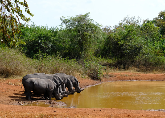 que-hacer-uganda-rinocerontes