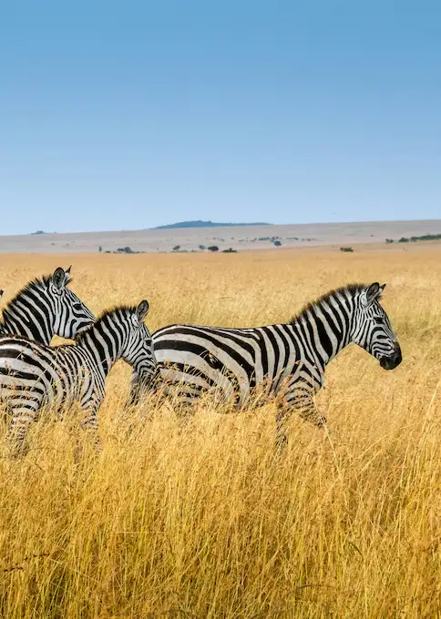 Qué ver y hacer en Kenia