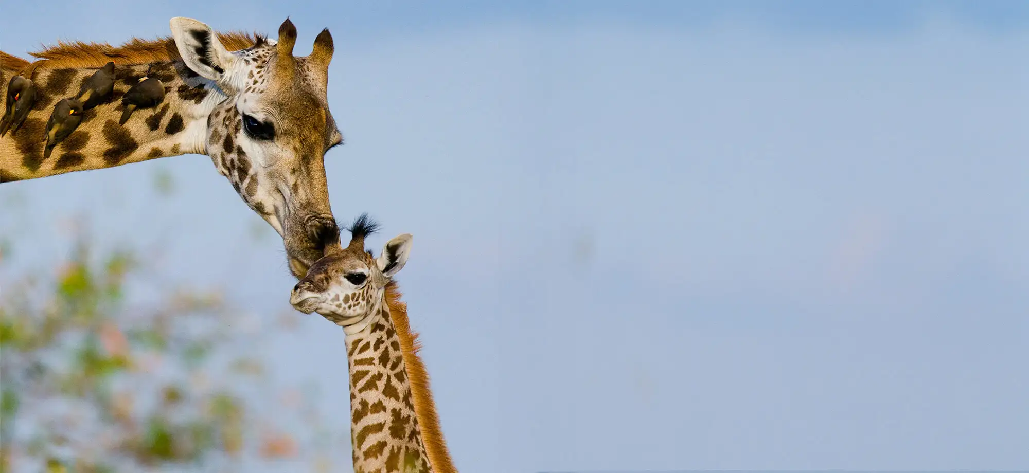  Qué ver y hacer en Tanzania