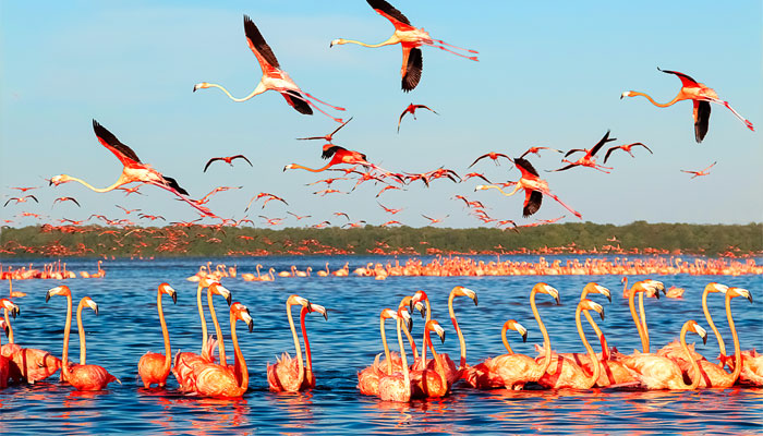 que-hacer-yucaan-celestun