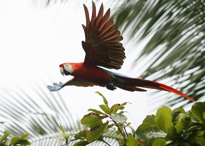 que ver en costa rica corcovado