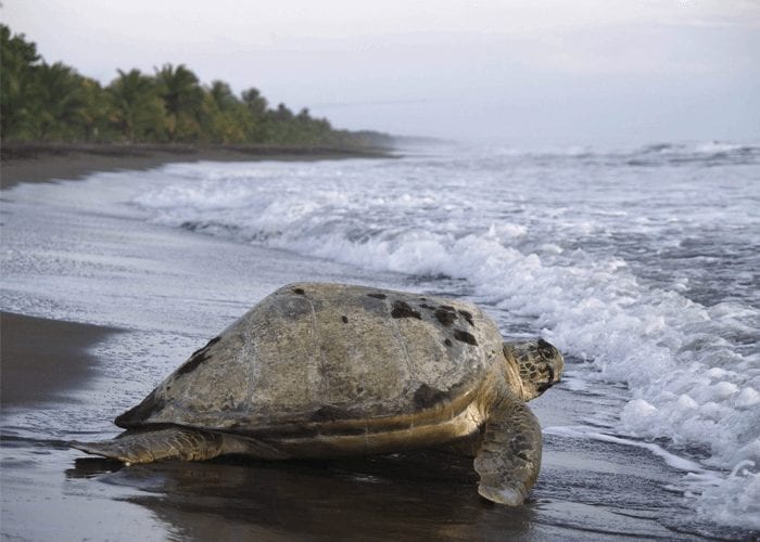 tortuguero costa rica