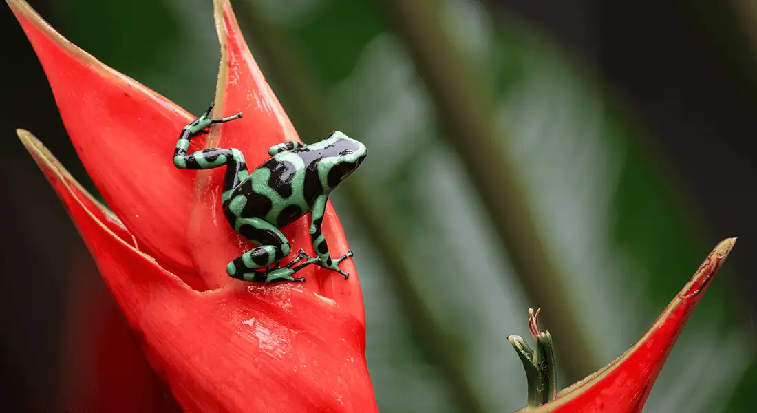 rana-costa-rica-blog.webp - Pangea Viajes