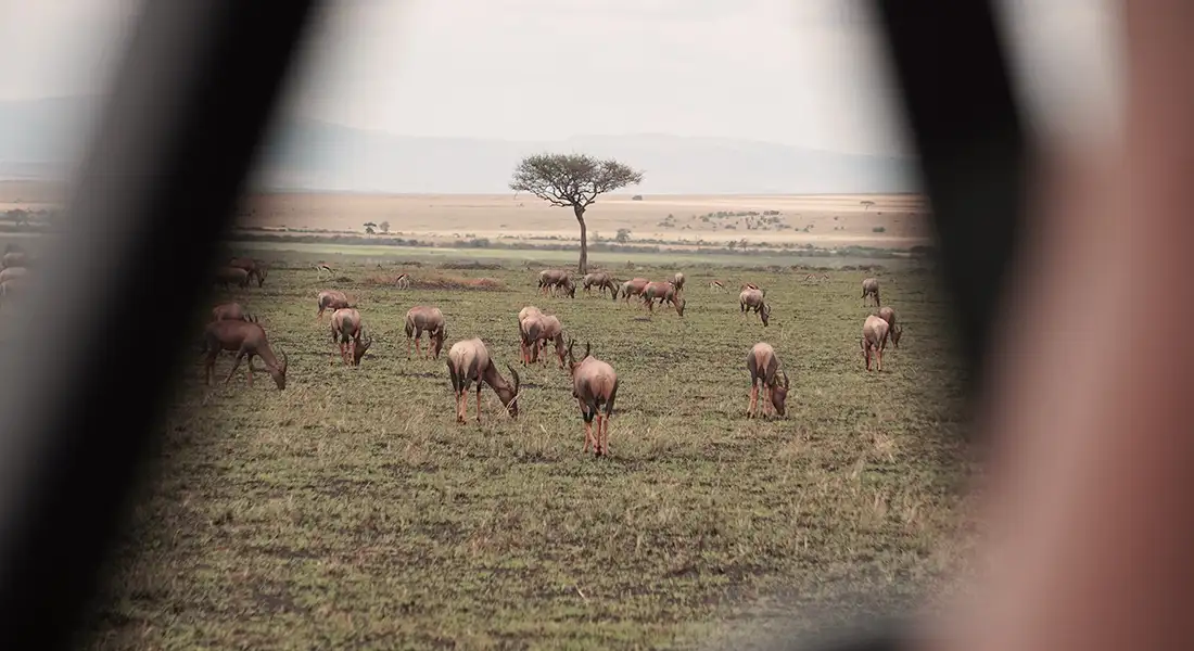 safari-blog-2-kenia.webp - Pangea Viajes