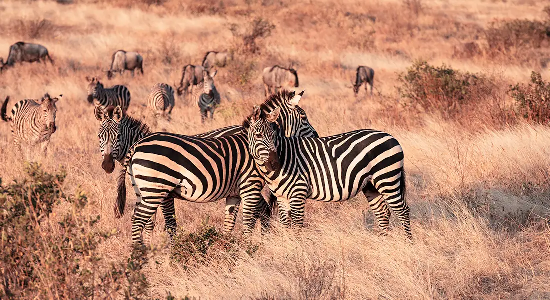 safari-blog-2-tanzania.webp - Pangea Viajes