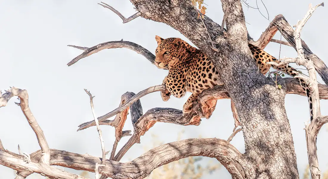 safari-blog-etosha.webp - Pangea Viajes