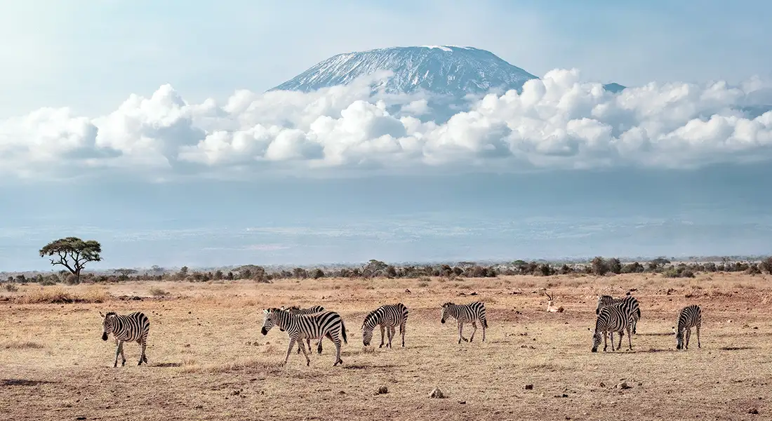 safari-blog-kenia-kilimanjaro.webp - Pangea Viajes