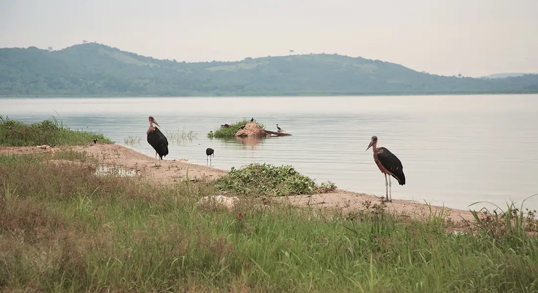 safari-blog-lago-victoria-uganda.webp - Pangea Viajes