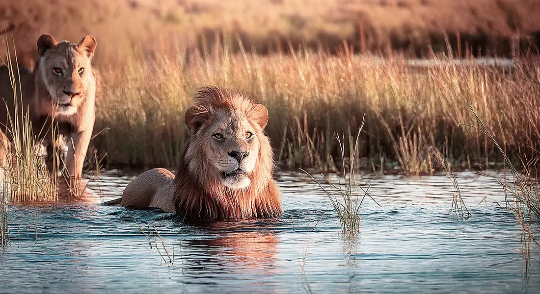 safari-blog-leones-botsuana.webp - Pangea Viajes