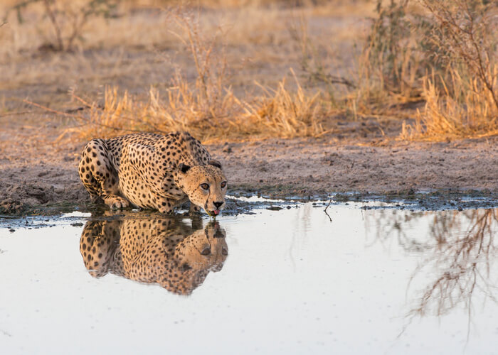 safari_botsuana_5_grandes