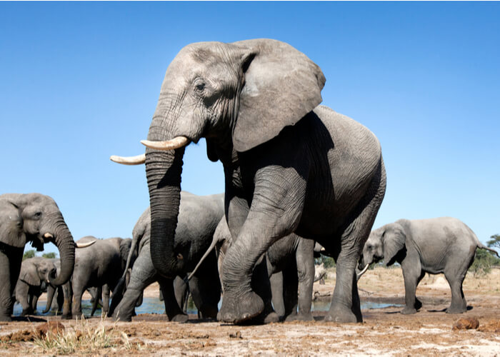 safari_botsuana_elefantes