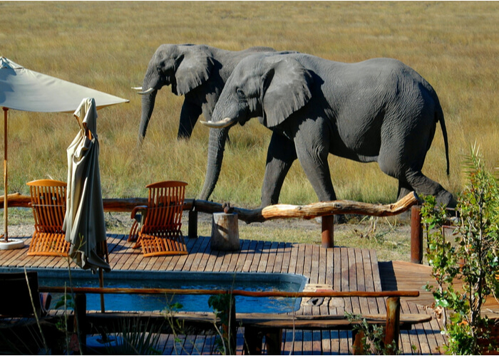 safari_botsuana_exclusividad