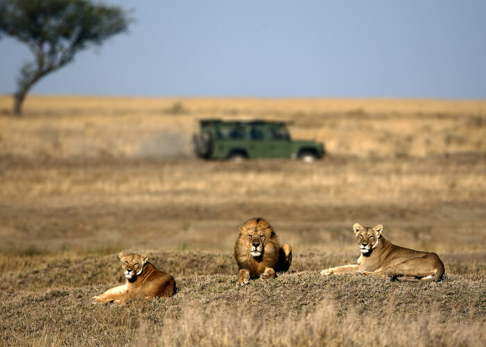 safari_botsuana_jeep_leones