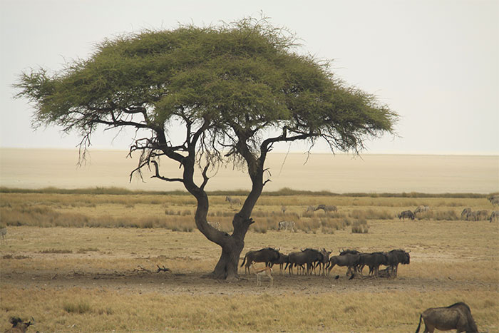 safari-etosha-namibia