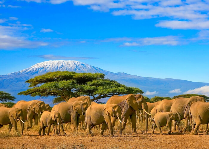 safari_kenia_elefantes